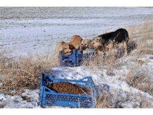 Mamak Belediyesi Sahipsiz Dostları Unutmadı