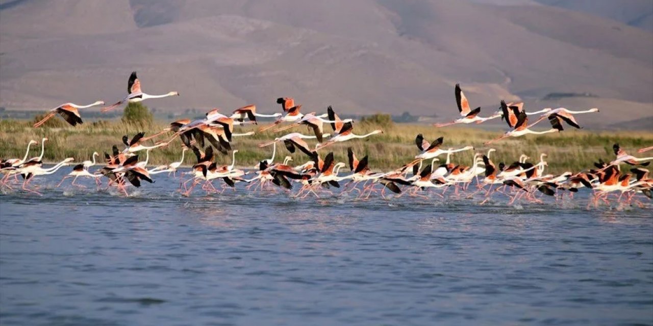 Akgöl sazlıkları  flamingolarla ayrı bir güzelliğe bürünüyor