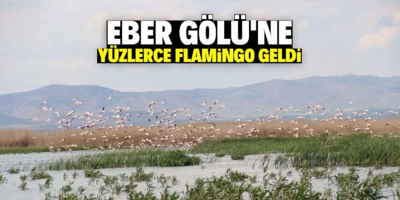 Eber Gölü'ne yüzlerce flamingo geldi