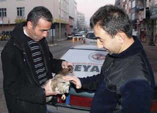 Avcıların vurduğu şahin tedavi altına alındı