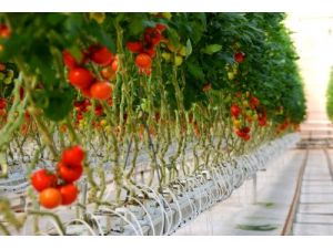 Denizli'de Jeotermal Isıtmalı Topraksız Sera Alanı 500 Dekara Ulaştı