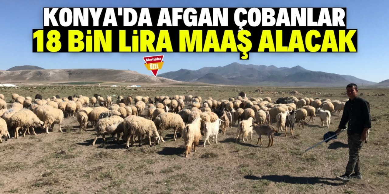 Konya'da Afgan çobanların maaşı 18 bin lira oldu