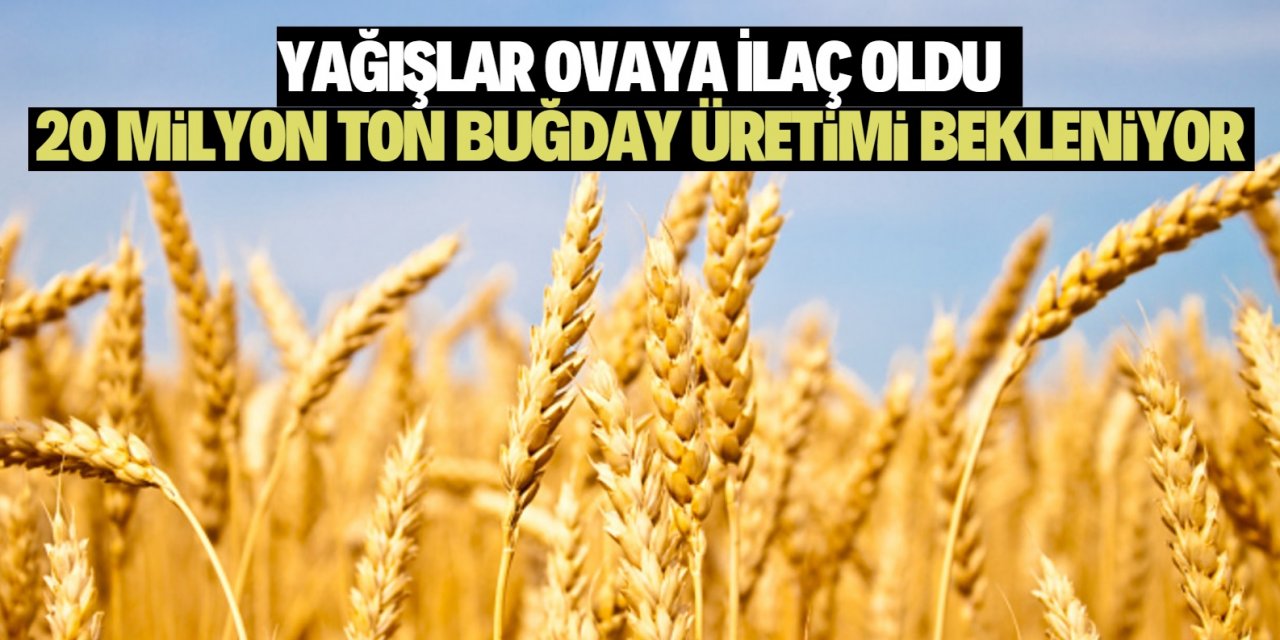 Konya' da buğday rekoltesinde beklenti yüksek