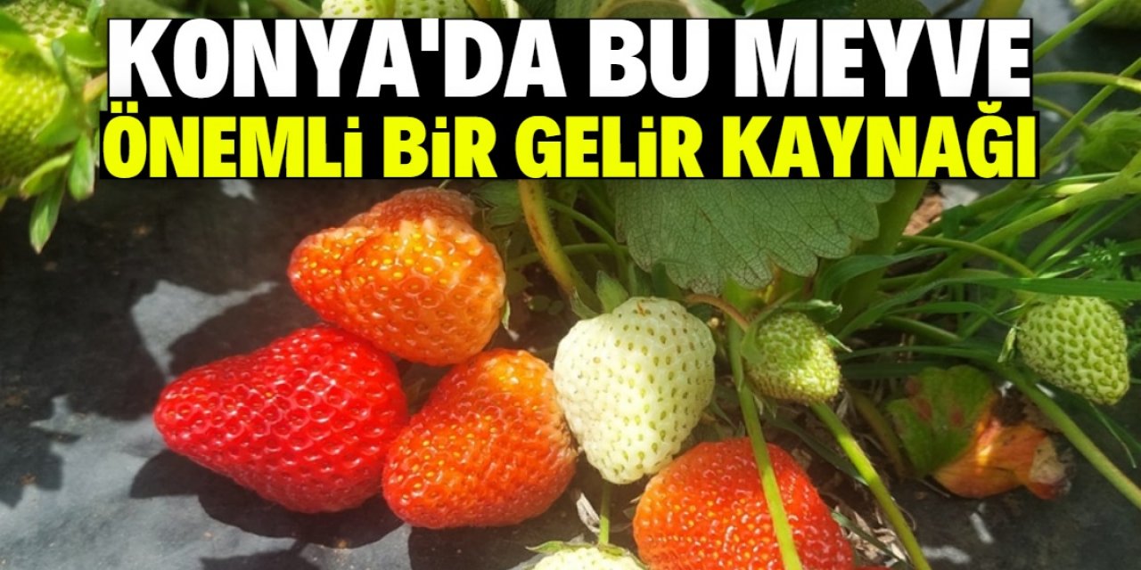 Konya'da bu meyve yeşil fasulyeden sonra en önemli gelir kaynağı