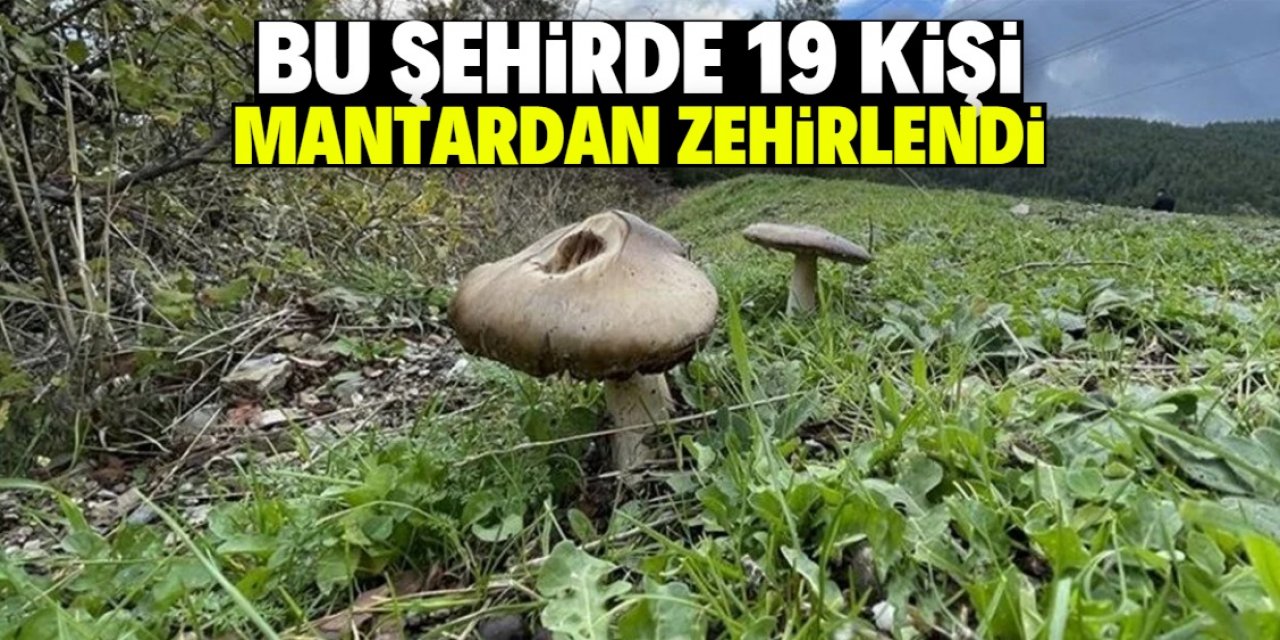 Bu şehirde 19 kişi mantardan zehirlendi