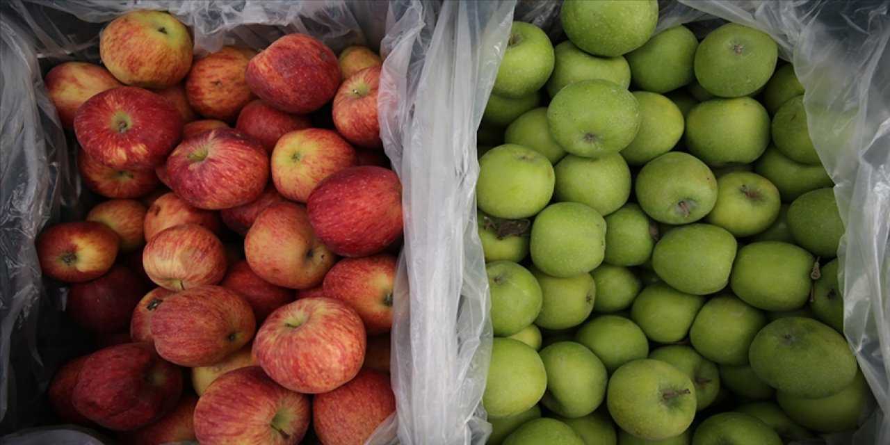 Türkiye mayısta 249,3 milyon dolarlık yaş meyve sebze ihraç etti