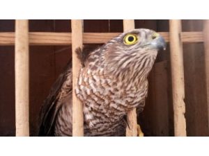 Donmak Üzere Atmaca Bakım Sonrası Doğaya Bırakıldı