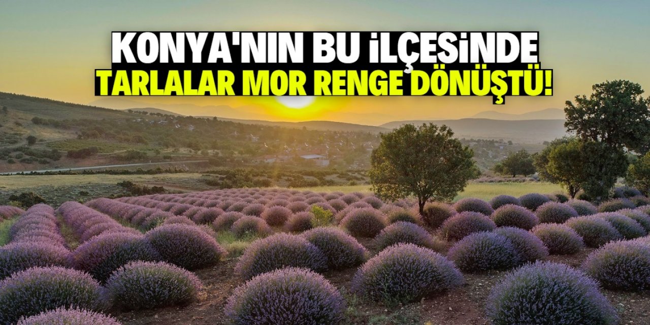 Konya'nın bu ilçesinde tarlalar mor renge dönüşmeye başladı!