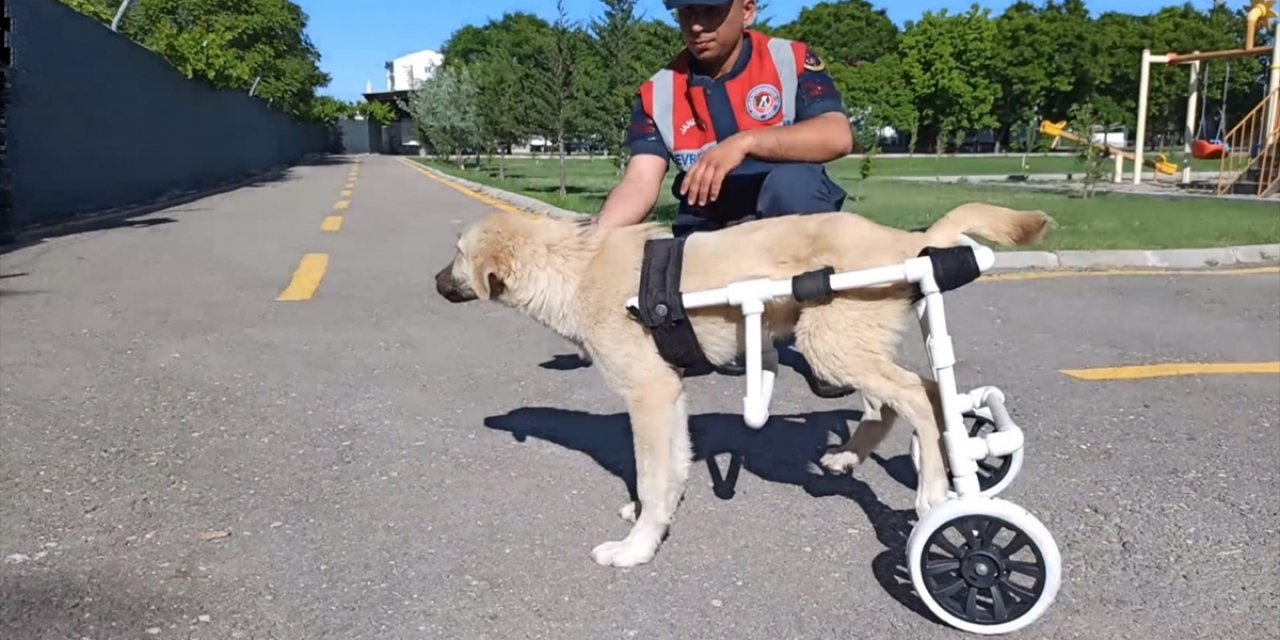 Aksaray'da jandarma personeli felçli köpek için yürüteç yaptı