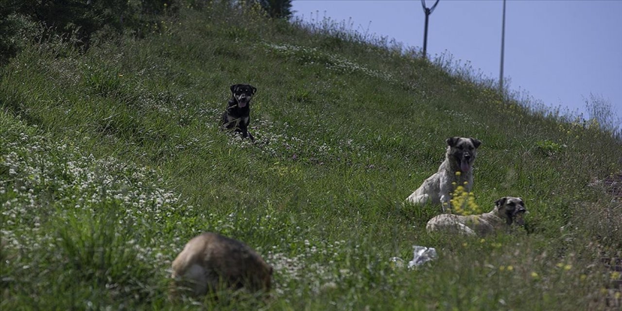 Sahipsiz hayvanlar korkutuyor