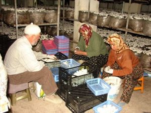 Kültür Mantarı Üretimi 5 Bin Kadına İş İstihdamı Sağlıyor