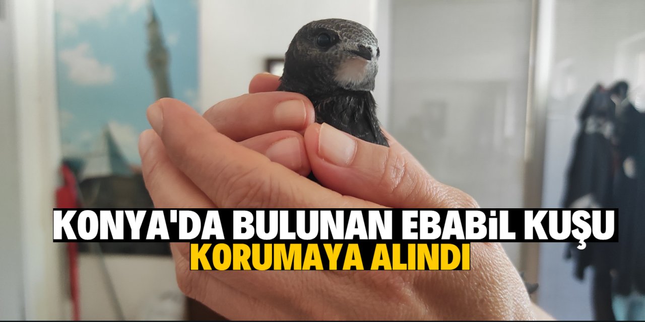 Konya’da bulunan Ebabil kuşu  korumaya alındı