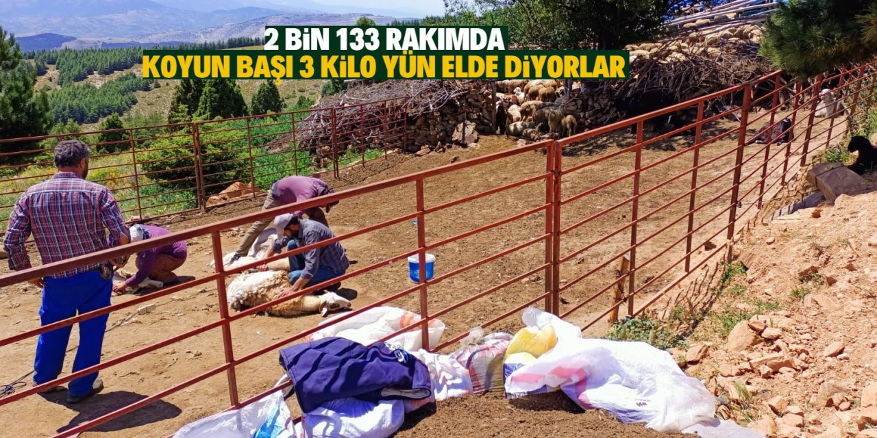 Konya'da besiciler 2 bin 133 rakımda koyunlarını kırkıyor