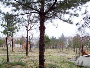 Seydişehir'de ağaçlar budanıyor