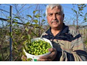 Mevsiminden 5 Ay Önce Meyve Veren Erik, Üreticiyi Endişelendirdi