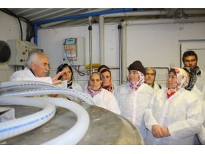 Bayan Çiftçilere Süt İnekçiliği Eğitimi Verildi