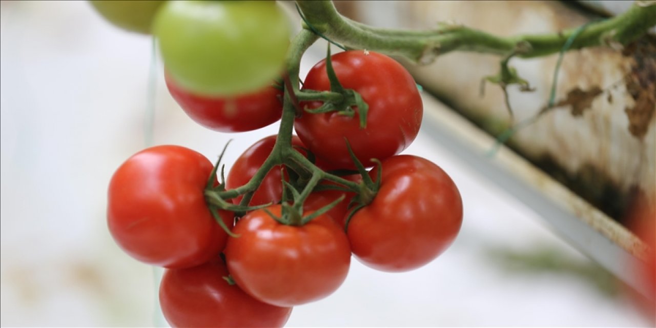 Rusya'nın Türkiye'den domates ithalatı kotasını arttırması ihracat rakamlarına olumlu yansıyacak
