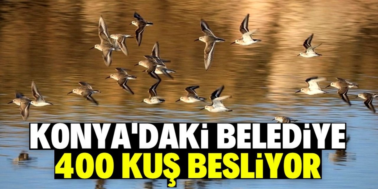 Konya'daki belediye 400 kuşu bu buğdayla besliyor