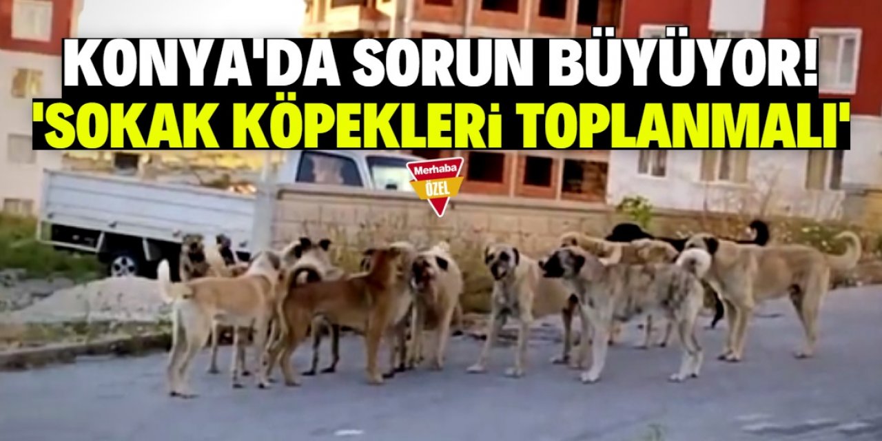 Konya'daki bu mahallede çok köpek var! Vatandaş dışarı çıkamıyor
