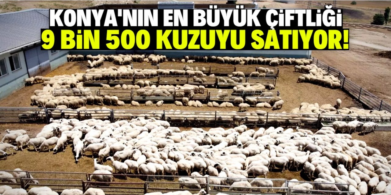 Konya'daki dev çiftlik 9 bin 500 kuzuyu satıyor! Tanesi 3 bin lira