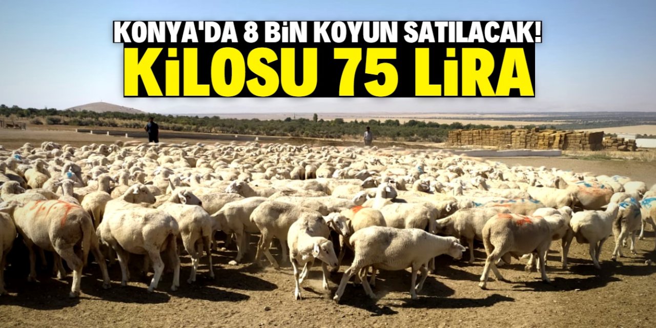 Konya'daki çiftlik 8 bin koyunu satışı çıkardı! Kilosu 75 lira