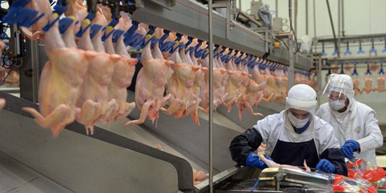 Tavuk ve hindi  eti üretimi azaldı