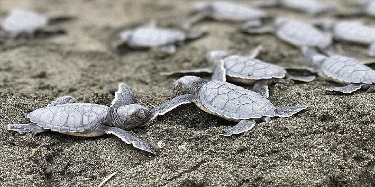 Tarım ve Orman Bakanlığı koordinesindeki çalışmalarla denizle buluşturulan kaplumbağa sayısı artıyor