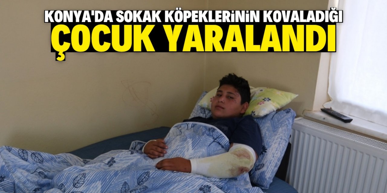 Konya'da sokak köpeklerinin kovaladığı çocuk yaralandı