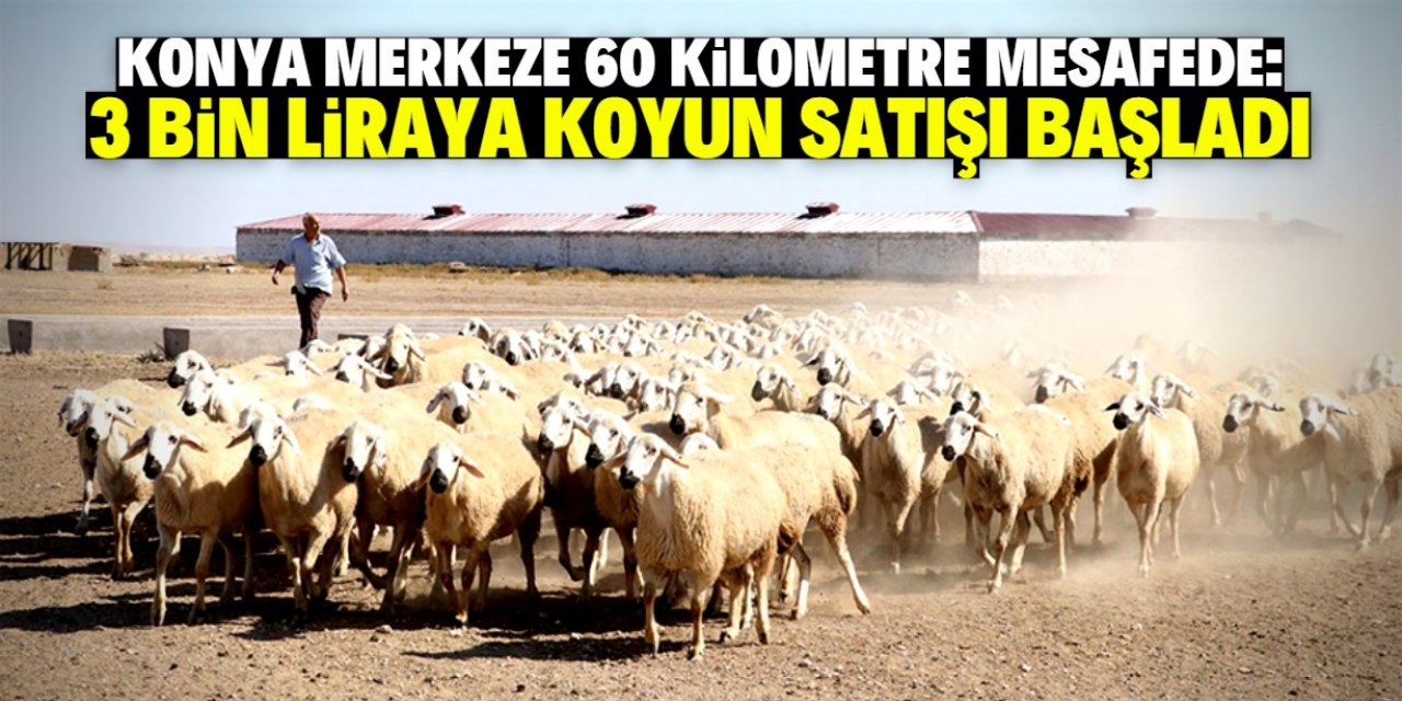 Konya'daki çiftlikte 3 bin liraya koyun satışı başladı!