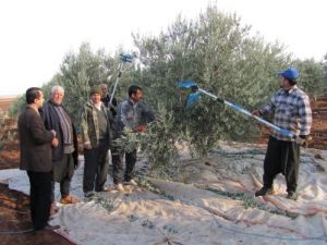 Araban’da Zeytin Hasadı Başladı