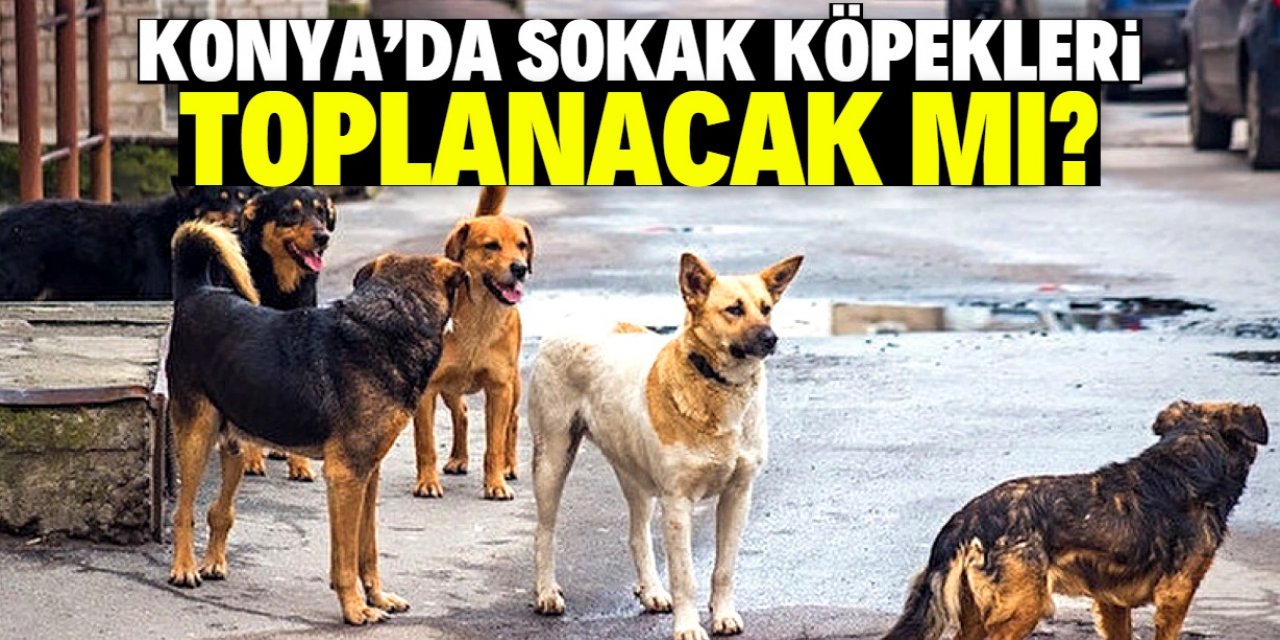 Konya'daki sokak köpekleri toplanacak mı? Konuyla ilgili önemli açıklama