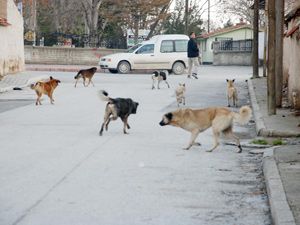 Başıboş köpeklerin saldırısına uğradı