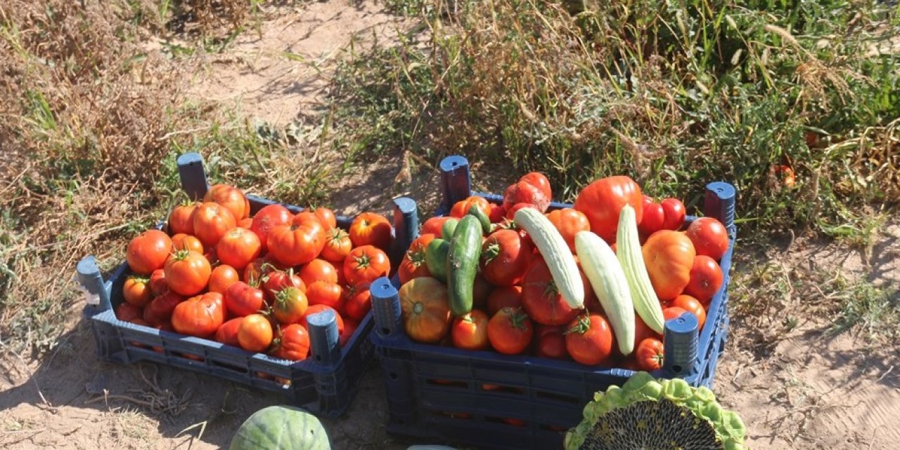 Aksaray'da lise öğrencileri ektikleri sebzelerin hasadını yaptı