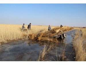 Sultansazlığı Dondu, Kamış Biçimi Buz Üstünde Yapılıyor