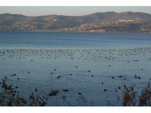 Sapanca Gölü Kış Misafirlerini Ağırlıyor