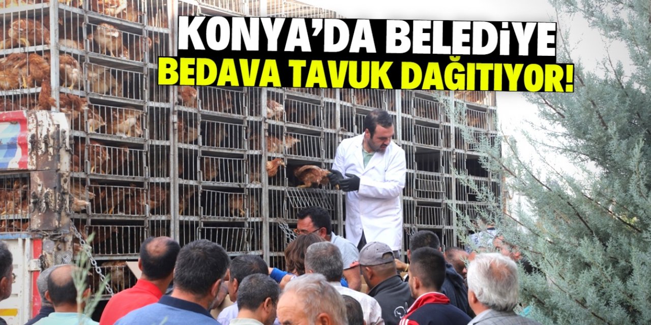 Konya'da belediye bedava tavuk dağıtıyor! İşte detaylar