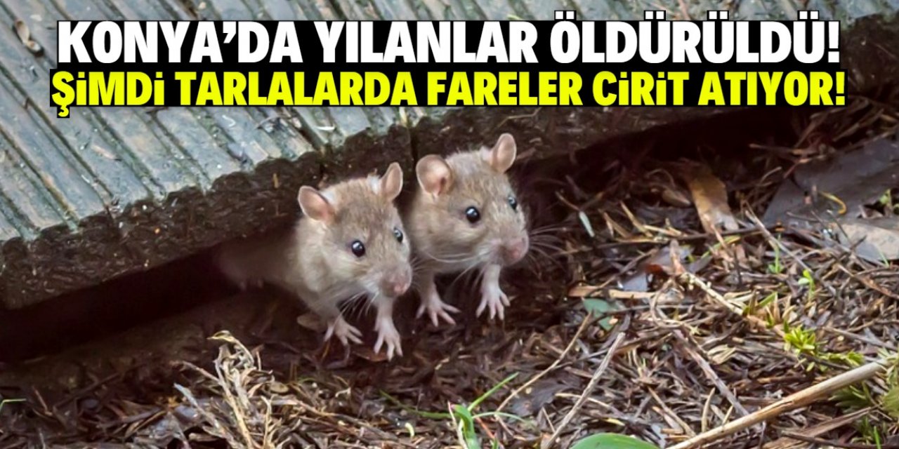 Konya'da yılanlar öldürülünce tarlaları fareler bastı!