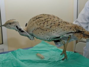 100 yıl sonra ilk kez Konya'da görüntülendi