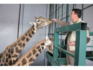 Hayvanat Bahçesinde Hayvanlar, Yüksek Enerji İçeren Gıdalarla Besleniyor