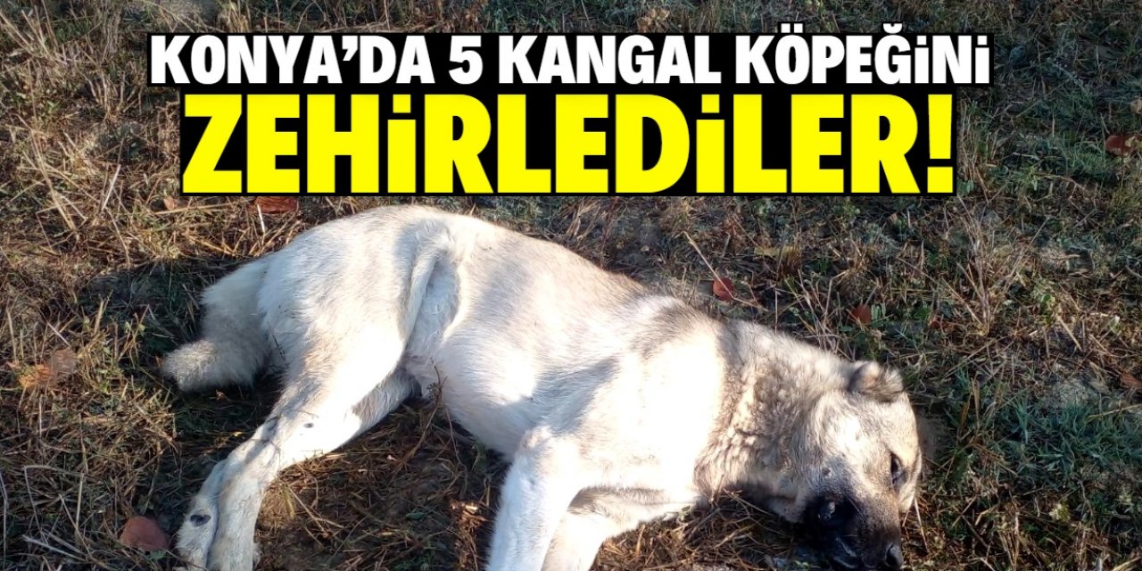Konya'da kangal cinsi çoban köpeklerini zehirlediler!