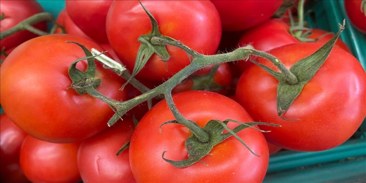 Türkiye domates ihracatında rekor kırdı