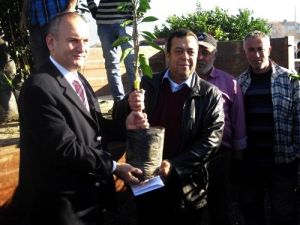 Çiftçiye Yüzde 75'i Devlet Destekli Narenciye Fidanı Dağıtıldı