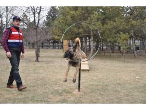 Ankara Jandarma Köpek Timi Suçlulara Göz Açtırmıyor
