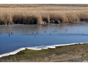 Kuş Türlerinin Yüzde 80'inin Bulunduğu Yayla Gölü Kurtarılıyor