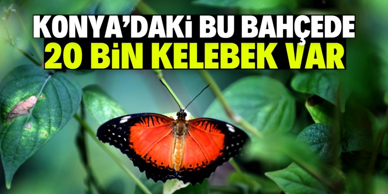 Konya'daki bu bahçede 20 bin kelebek var