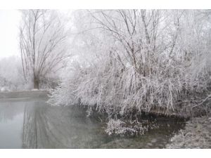 Kırağı Düşen Ağaçlar Beyazlara Büründü