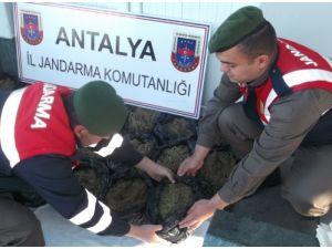 Alanya'da 25 Kilogram Esrar Ele Geçirildi