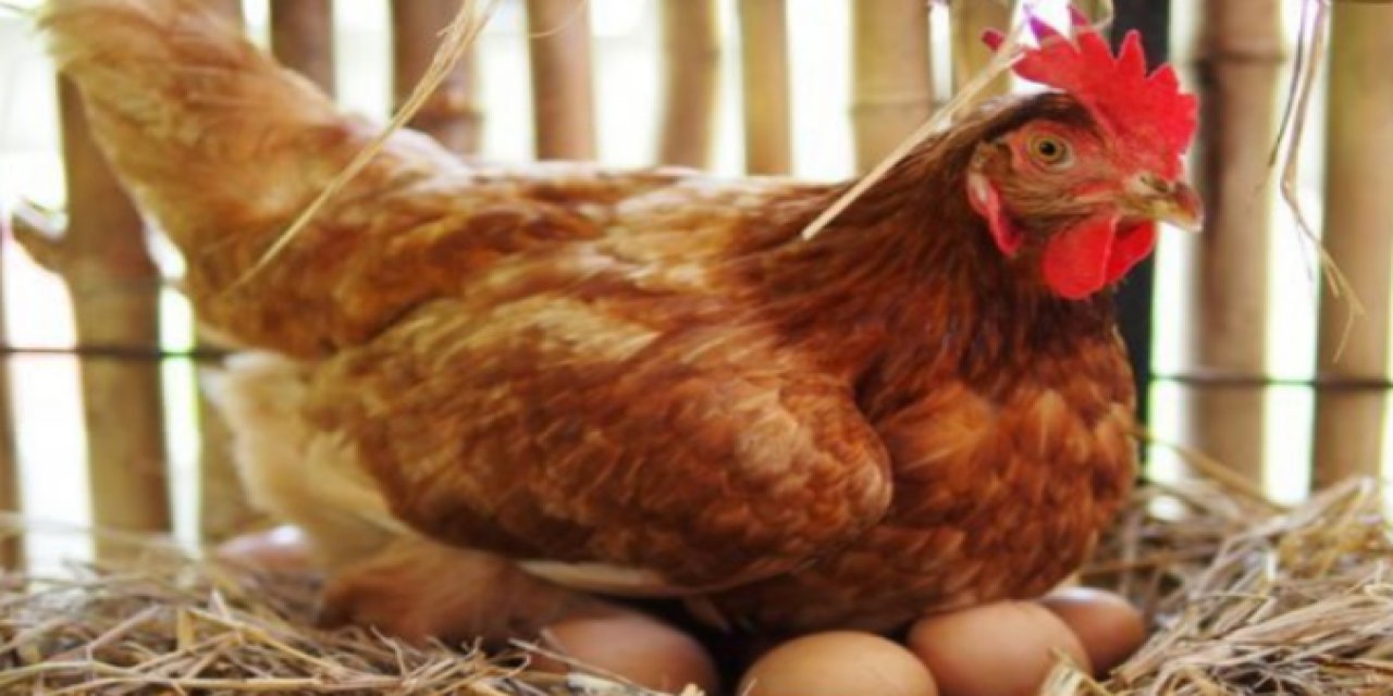 Tavuk eti ve yumurta üretimindeki ilginç istatistikler paylaşıldı