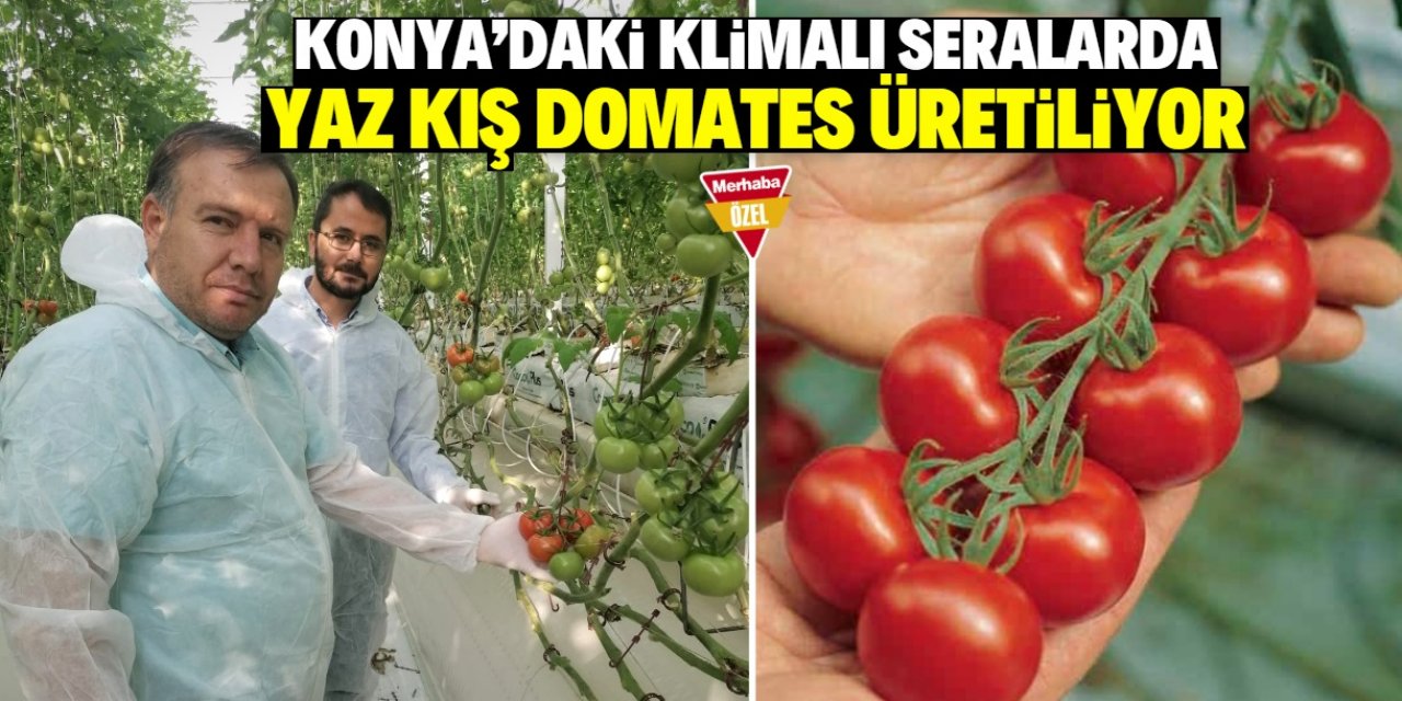 Konya'da klimalı seralarda yaz kış domates üretiliyor: Kalitede Antalya ile yarışıyor