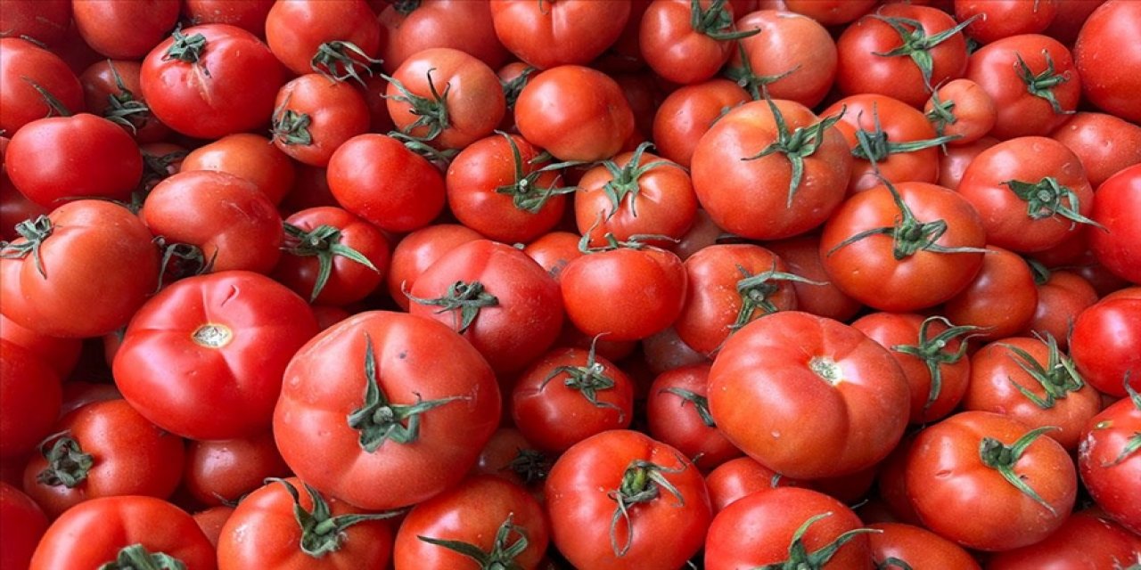 Türkiye'nin domates ihracatı 2023'te 538,7 milyon dolara yükseldi